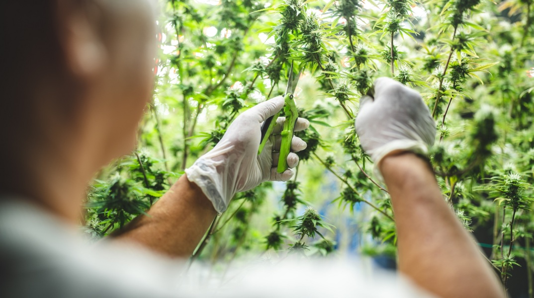 Φλώρινα: Ένα πλήρως οργανωμένο σύστημα εσωτερικής καλλιέργειας κάνναβης είχε στήσει 54χρονος στο σπίτι του - Βρέθηκαν 28 δενδρύλλια.