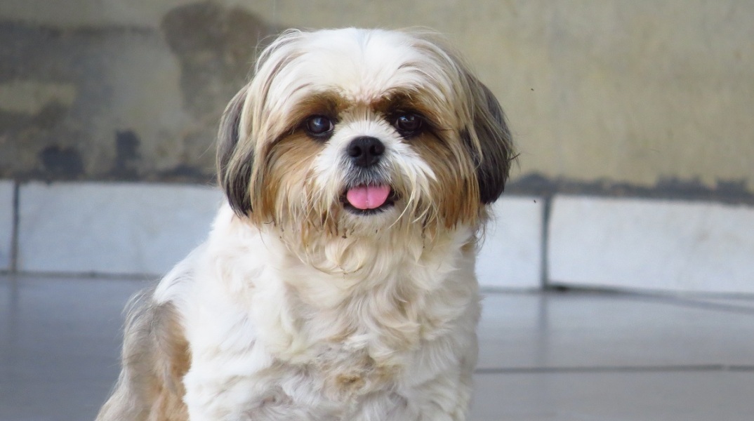 Ιράν: Μεσίτης συλλαμβάνεται εξαιτίας της μεταβίβασης διαμερίσματος σε σκυλάκι - Κατηγορείται για προσβολή των χρηστών ηθών.