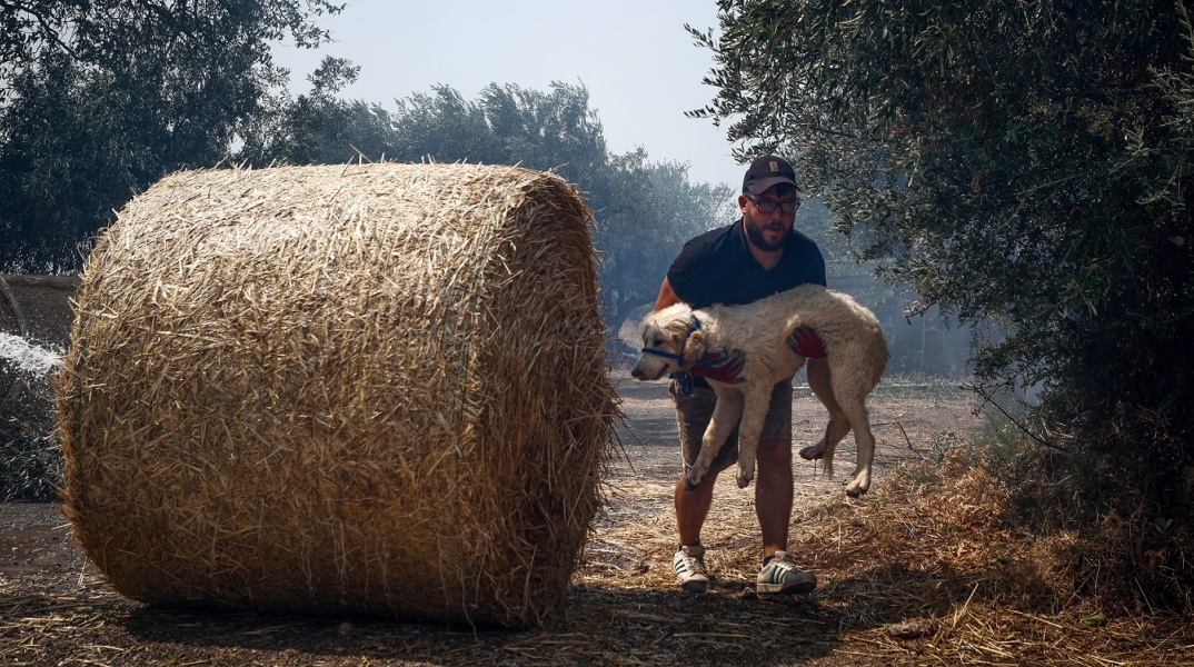 Πυρκαγιές - Ειδική Γραμματεία για την Προστασία των Ζώων Συντροφιάς: Οδηγίες για τον απεγκλωβισμό ζώων - Πώς μπορούν να βοηθήσουν οι πολίτες.