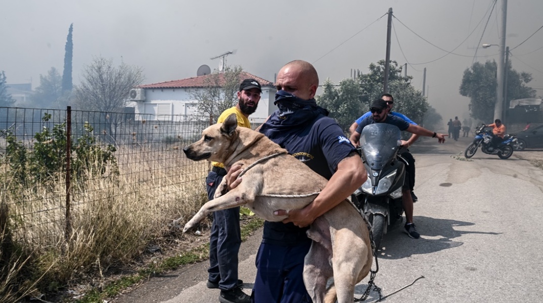 Άνδρας κρατά σκυλάκι μετά τη διάσωση από την Αγία Παρασκευή Μενιδίου