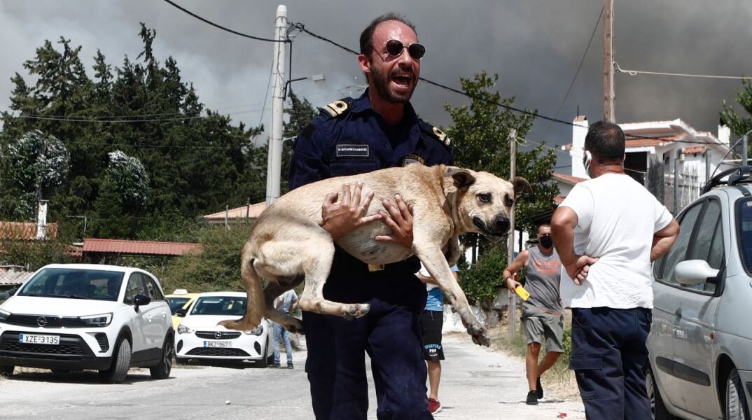 Διάσωση ζώων από τις φωτιές