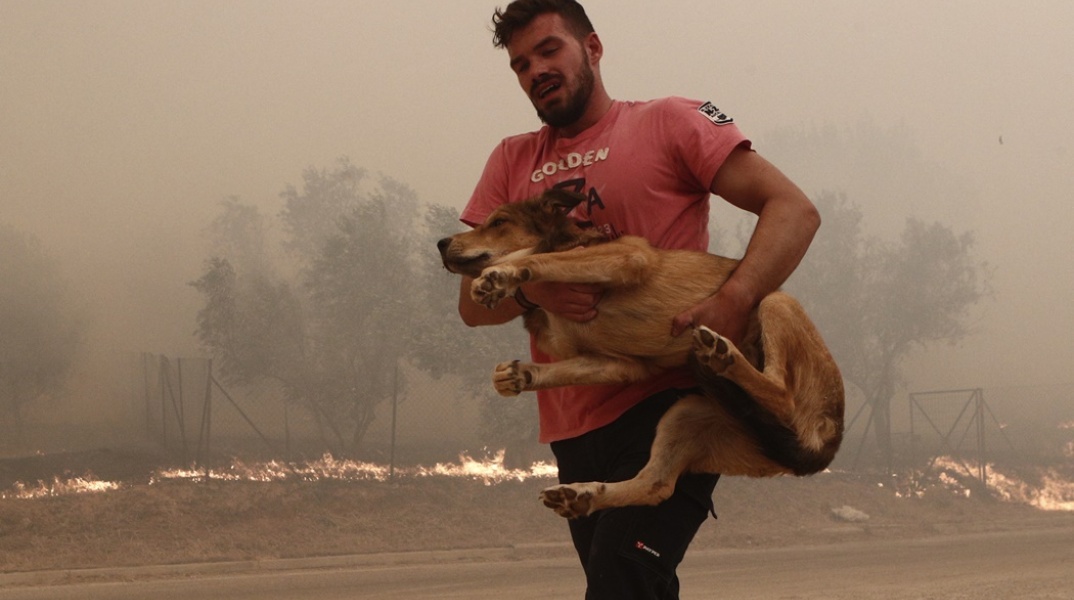 Η μεταφορά σε ασφαλές μέρος ζώων που κινδύνευσαν από τη φωτιά στη Φυλή