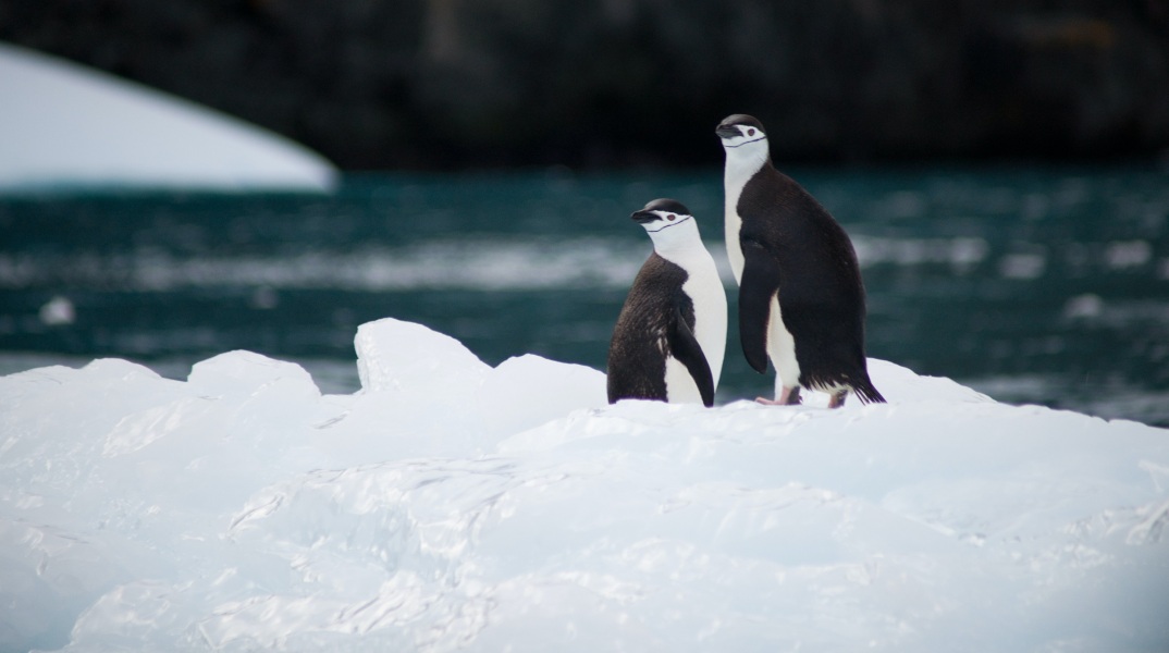 Ανταρκτική: Χιλιάδες νεοσσοί αυτοκρατορικοί πιγκουίνοι πέθαναν λόγω των χαμηλών επιπέδων πάγου στη θάλασσα - «Χωρίς προηγούμενο» οι αποτυχίες αναπαραγωγής.