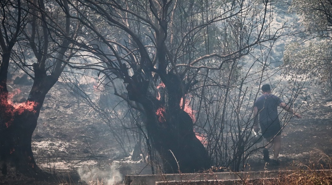 Πολίτης δίπλα από φλεγόμενο δέντρο 