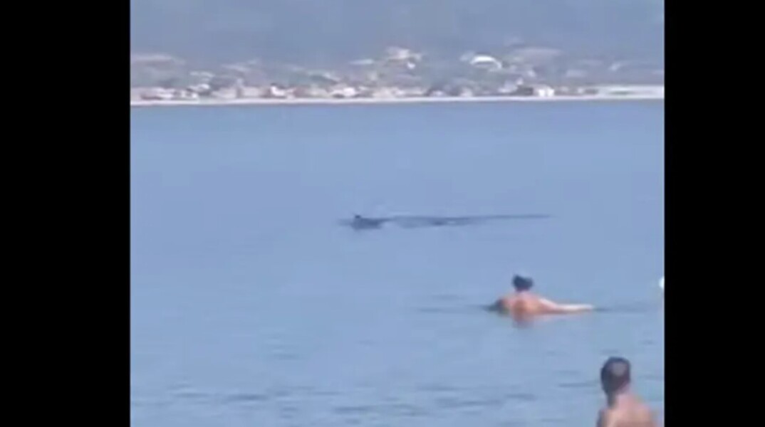 Λουόμενοι κοντά σε φεγγαρόψαρο σε παραλία της Θεσσαλονίκης