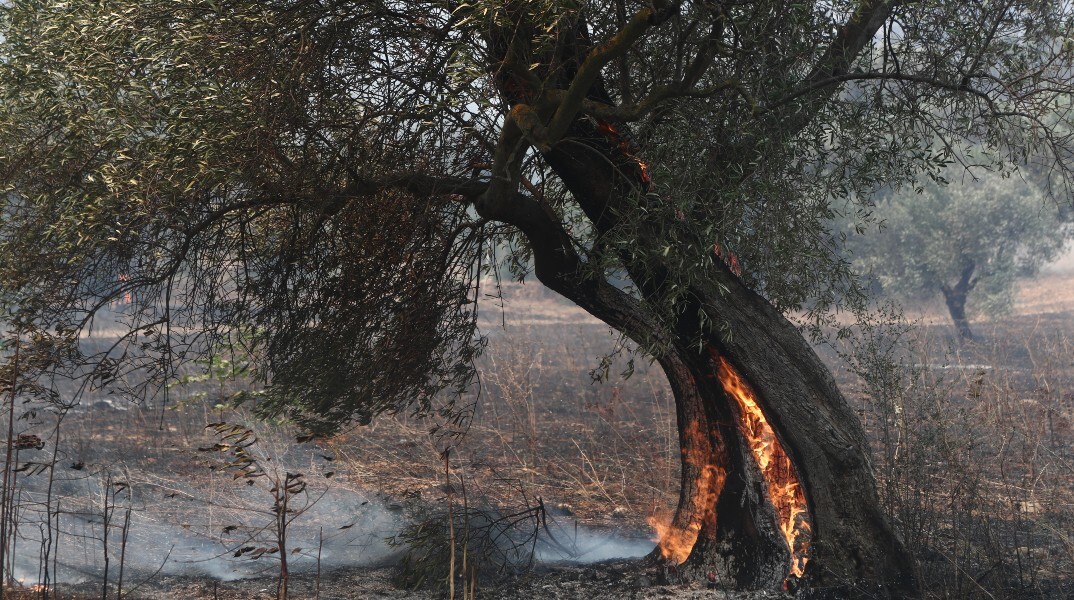 Μαίνεται η πυρκαγιά στον Έβρο, αναζωπυρώσεις και στη Ροδόπη - Ενεργές καύσεις σε Πάρνηθα και Βοιωτία
