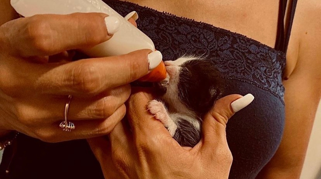 Υιοθέτησε ένα ζωάκι που γλίτωσε από τις φωτιές.