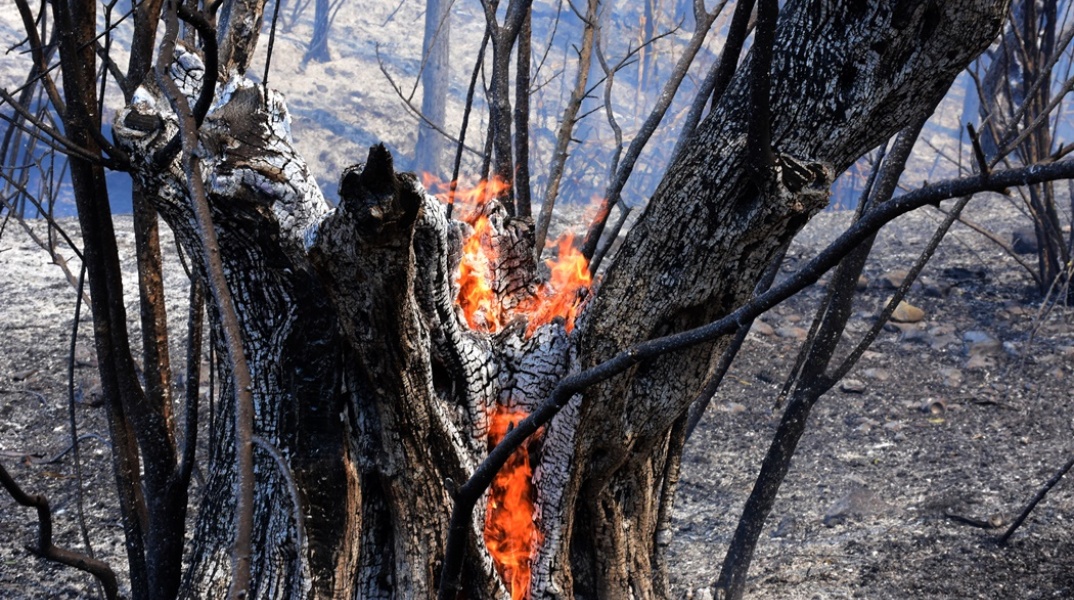 Καμένο δέντρο και φωτιά που σιγοκαίει στο εσωτερικό του