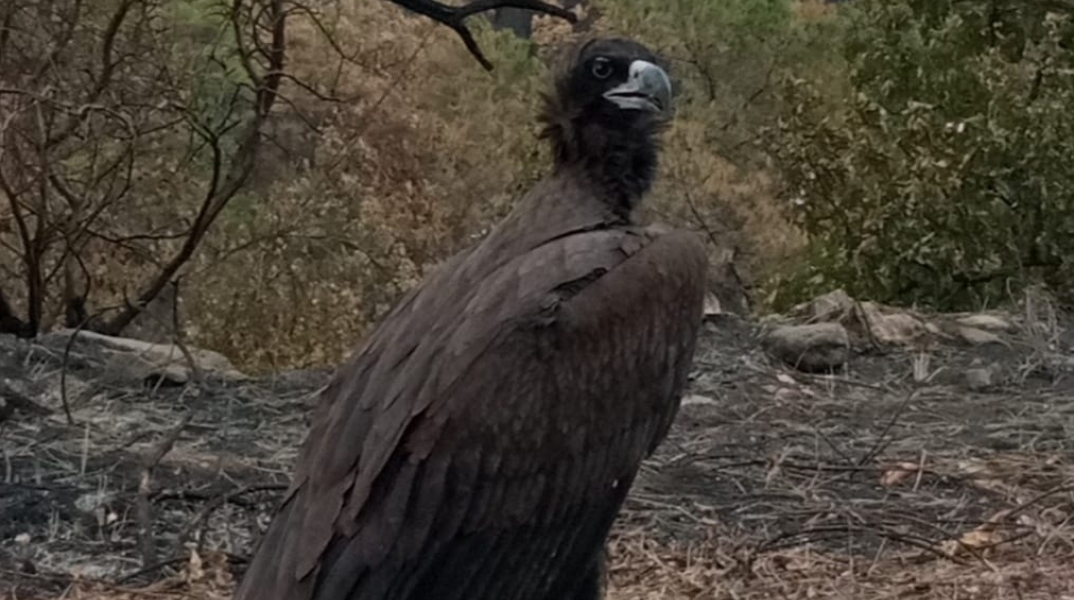 Μαυρόγυπας στα καμένα, στο δάσος της Δαδιάς