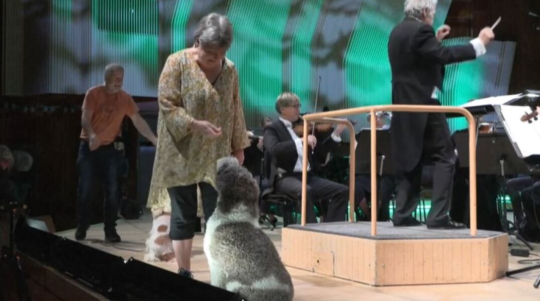 Σκυλάκια ερμηνεύουν Μότσαρτ σε φεστιβάλ στη Δανία