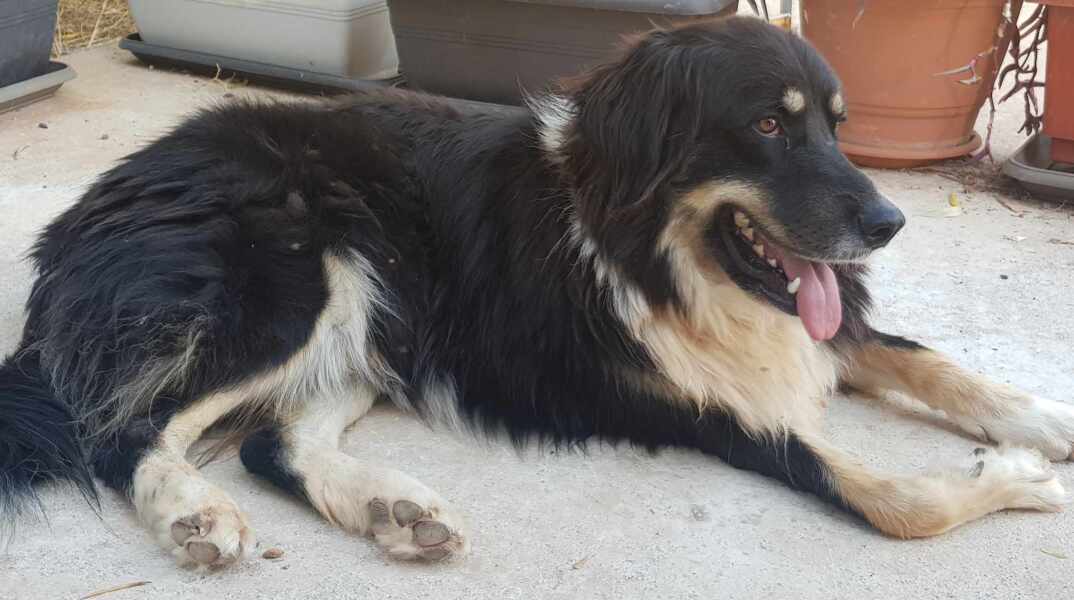 Ο δημοσιογράφος Δημήτρης Τριανταφυλλίδης αποχαιρετά τον σκύλο του με το ποιήμα του Γιεβγκένι Γιεφτουσένκο «Ο θάνατος του σκύλου»