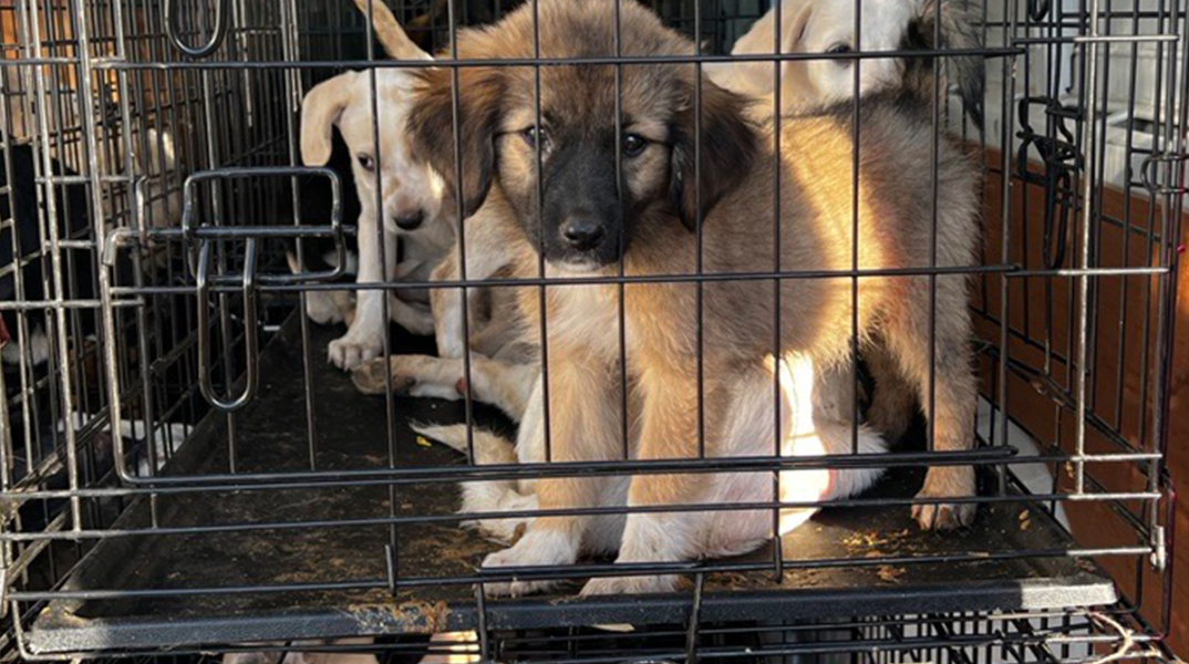 2023_09_13_dt_pet_city_plimmires_1