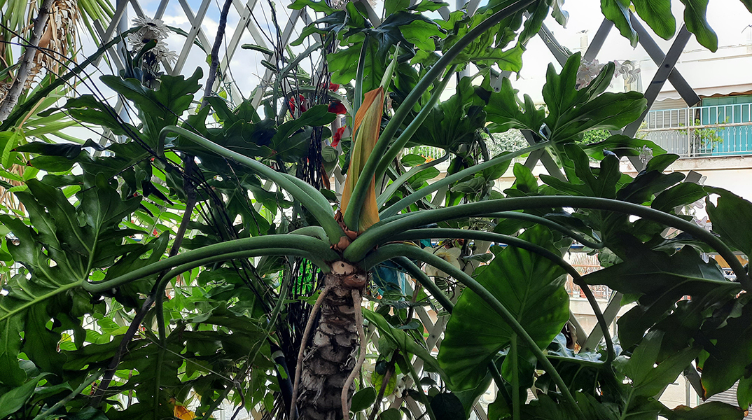 Πεντανόστιμα τέρατα ή οι κήποι που μένουν πίσω