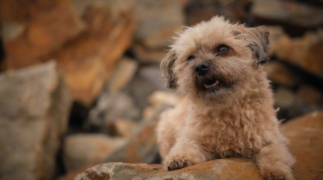 Σκυλάκι ακουμπά τα ποδαράκια του σε πέτρες και κοιτά πάνω από τον φωτογραφικό φακό