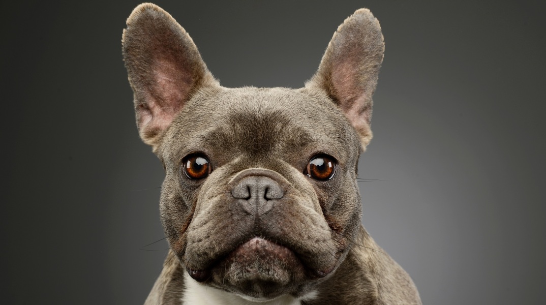 Ολλανδία: Πρόστιμο 3.000 ευρώ σε εκτροφέα σκύλων επειδή τα μπουλντόγκ του είχαν υπερβολικά πλακουτσωτή μύτη - Ανέπνεαν ακανόνιστα.
