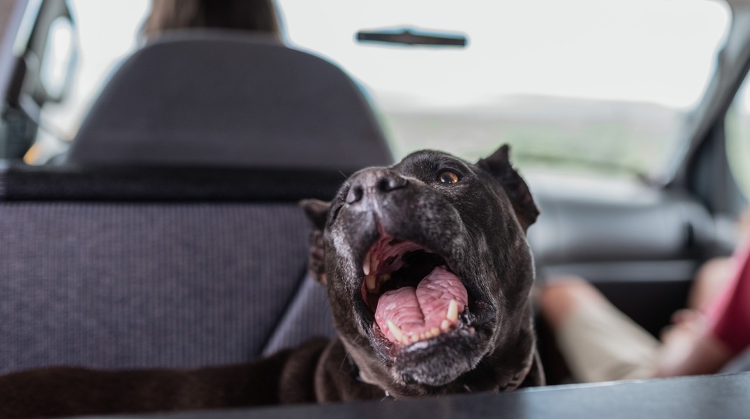 Βρετανία: Μέχρι το τέλος του χρόνου θα απαγορεύσει τους σκύλους American XL bully, λέει ο πρωθυπουργός Σούνακ, μετά το θάνατο ενός ακόμη ανθρώπου.