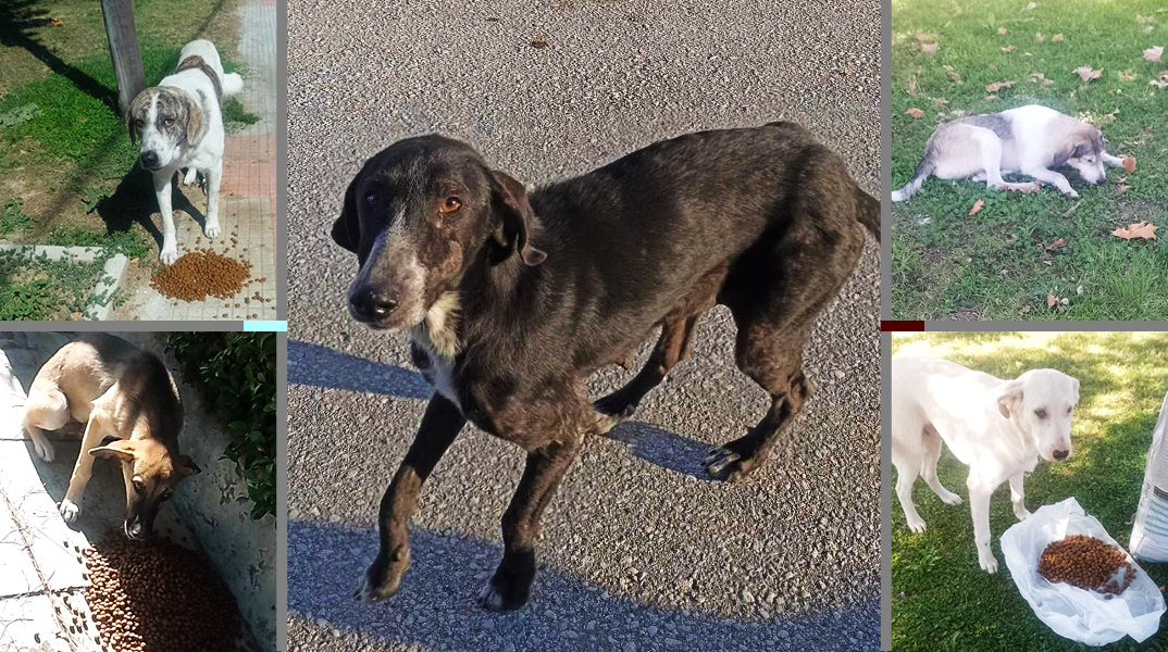 Τα Φιλοζωικά Σωματεία της Λάρισας μιλάνε για τους κινδύνους της επόμενης μέρας