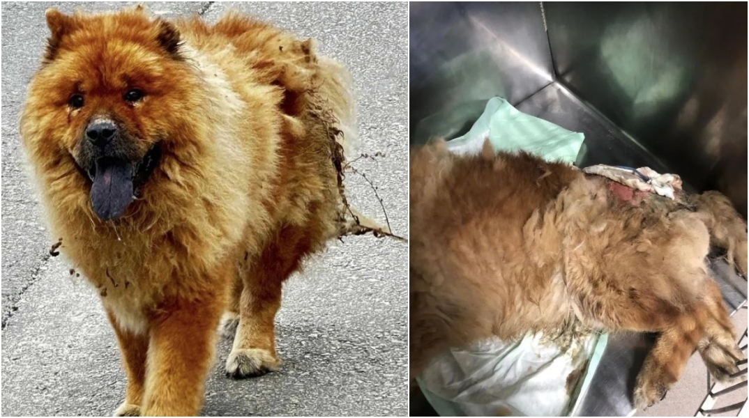 Άγνωστοι έριξαν καυστικό υγρό στην πλάτη σκύλου στα Χανιά