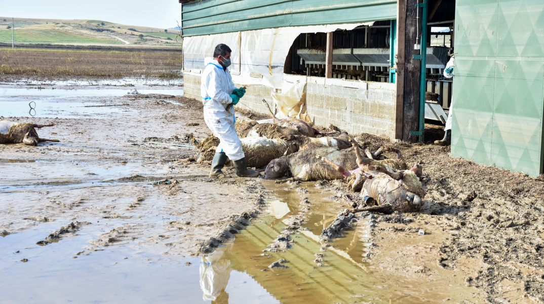 Νεκρά ζώα στη Θεσσαλία