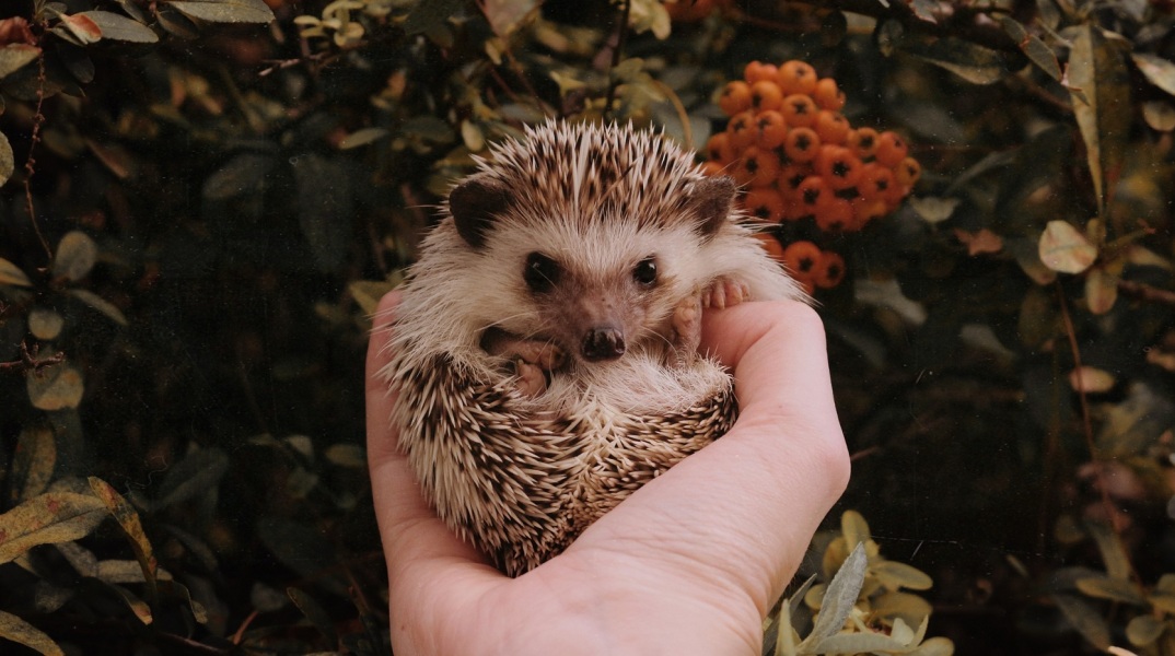 Θεσσαλονίκη: Καταγγελία φιλοζωικού σωματείου για θανάτωση και σούβλισμα σκαντζόχοιρων - Το σοκαριστικό περιστατικό διερευνάται από τις αρχές - Σκληρές εικόνες.