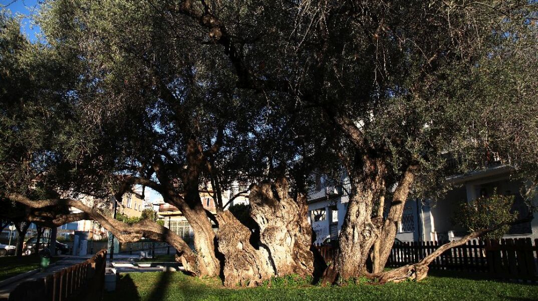 Πού βρίσκεται η αρχαιότερη ελιά της Αττικής;