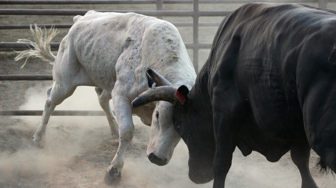 Τρομακτικό βασανιστήριο σε ταύρο στη Βαλένθια