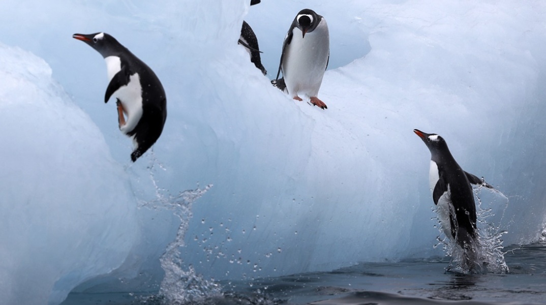 Πιγκουίνοι στους πάγους της Ανταρκτικής