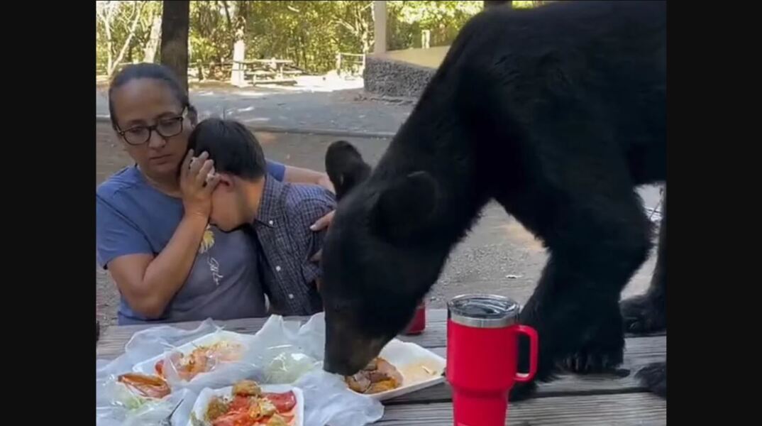 Αρκούδα έκανε... πικνίκ μαζί με οικογένεια σε πάρκο στο Μεξικό