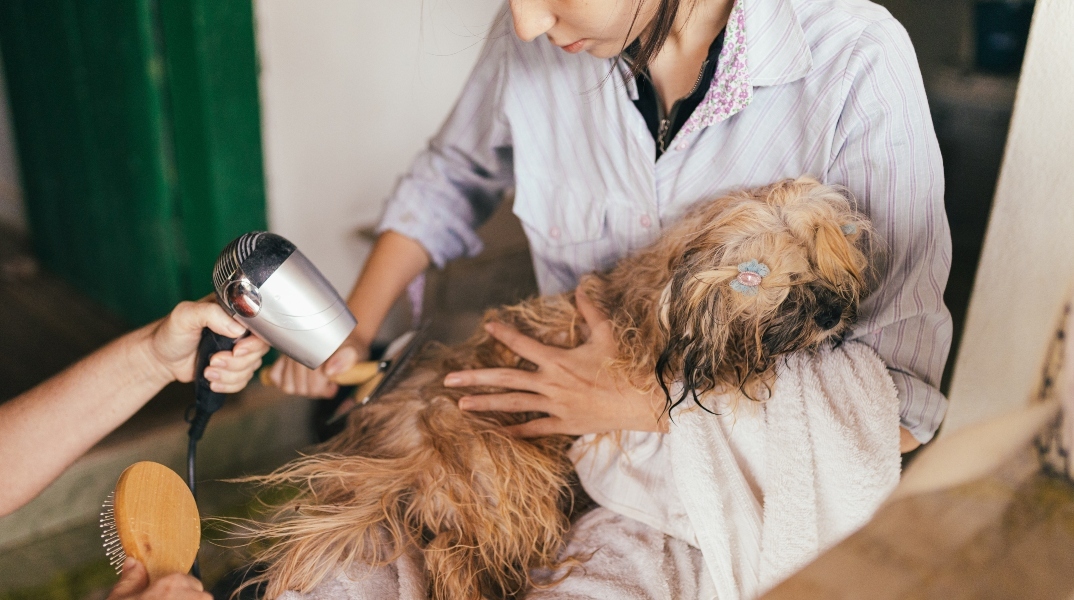 Σαμπουάν σκύλων