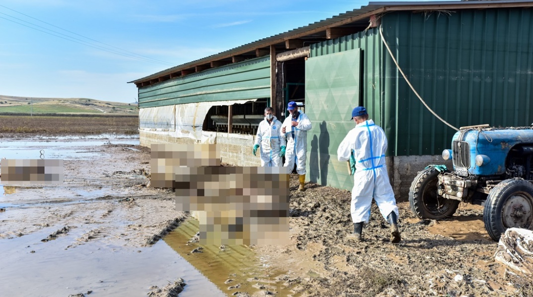 Τρεις άνδρες με ειδικές στολές στο έργο της συλλογής νεκρών ζώων από την κακοκαιρία Δανιελ