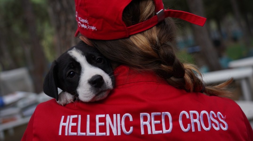 Παγκόσμια Ημέρα Ζώων: Πρώτες βοήθειες για σκύλους από τον Ελληνικό Ερυθρό Σταυρό - Τρεις εκπαιδευτικές ενότητες - Πώς μπορείτε να συμμετάσχετε. 