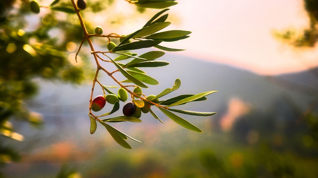 Ισπανία: Η αστυνομία κατέσχεσε 74 τόνους ελιές, έπειτα από ένα ακόμη περιστατικό κλοπής εν μέσω ραγδαίας αύξησης των τιμών του ελαιόλαδου.