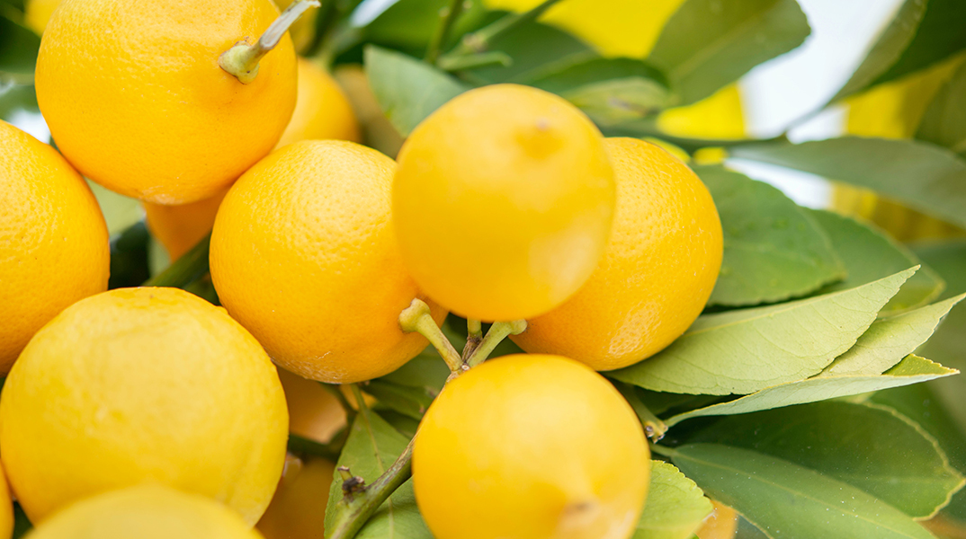 6+1 τρόποι να καθαρίσεις το σπίτι με ένα λεμόνι