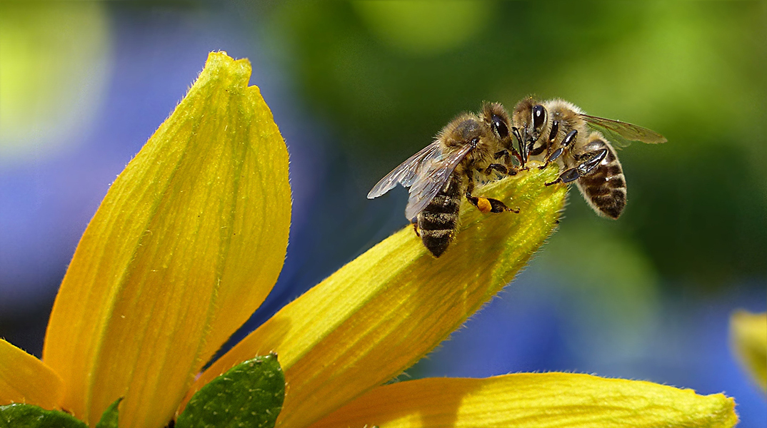 ΔΥΠΑ - ΚΕΘΕΑ Ήπειρος: Νέο πρόγραμμα κατάρτισης στη μελισσοκομία 