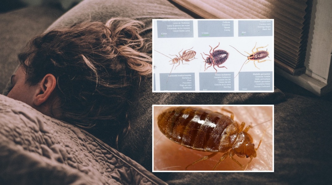 Κοριοί: Πού συχνάζουν και οι τρόποι με τους οποίους εξουδετερώνονται - Καθηγητής εντομολογίας του ΑΠΘ εξηγεί το πρόβλημα.