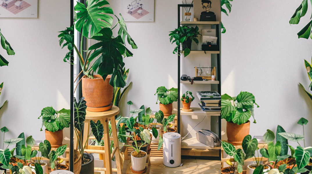 φυτά σε δωμάτιο