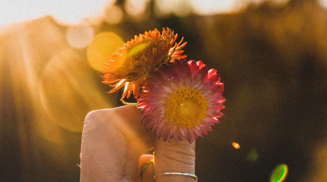 Χέρι κρατά δύο λουλούδια στα οποία πέφτουν πάνω ακτίνες του ήλιου