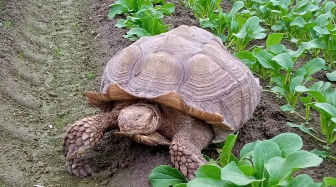 «Φρανκ, το Τανκ»: Αναζητείται σπίτι για γιγάντια χελώνα - Κατάγεται από τη Σαχάρα και το είδος της απειλείται με εξαφάνιση.
