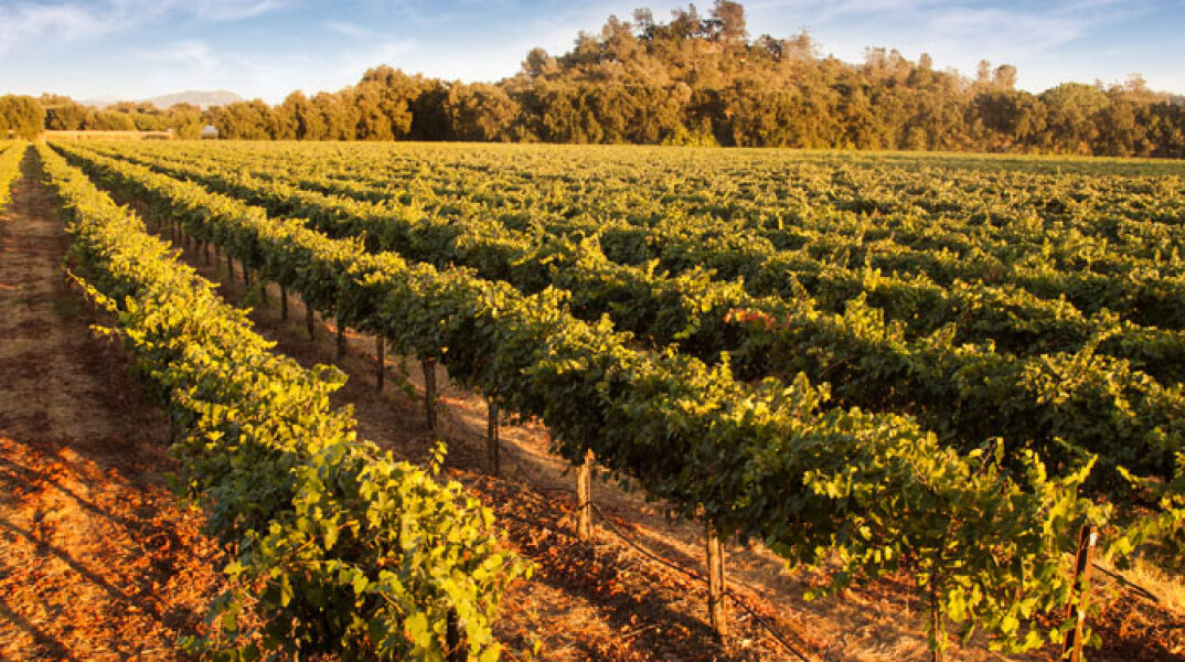 Τα πάνω κάτω στην αμπελοκαλλιέργεια λόγω της κλιματικής αλλαγής