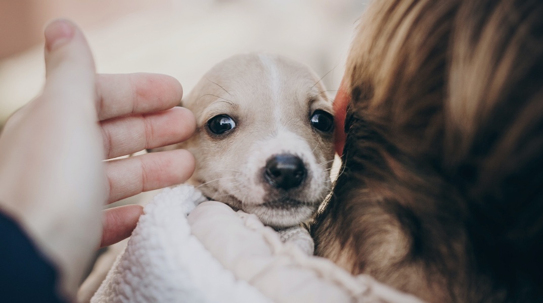 Αδέσποτα ζώα: Ταινία animation μικρού μήκους από τον δήμο Ηρακλείου - Στόχος η ευαισθητοποίηση, προστασία και αποκατάστασή τους μέσω της υιοθεσίας. 