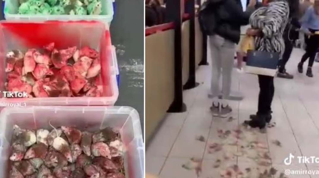 Βρετανία: Άνδρας πέταξε ποντίκια βαμμένα στα χρώματα της παλαιστινιακής σημαίας σε εστιατόριο της αλυσίδας Mc Donald’s - Έντρομοι οι πελάτες.