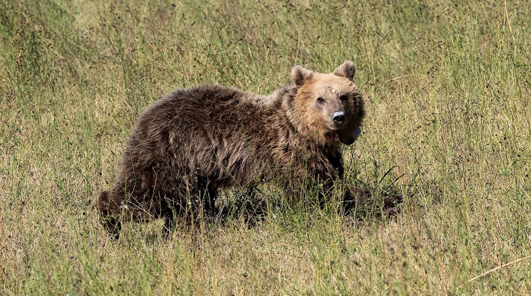 Αρκτούρος: Η αρκουδίτσα «Γλύκα» επέστρεψε στη φύση