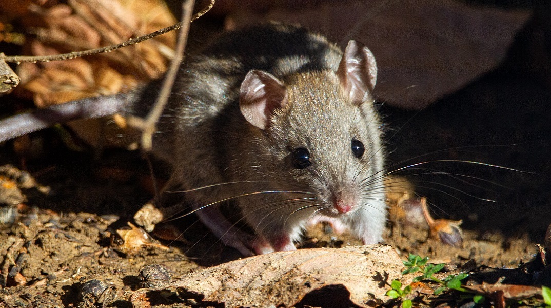 Αρουραίοι: Έρευνα έδειξε πως έχουν κάποιου είδους φαντασία