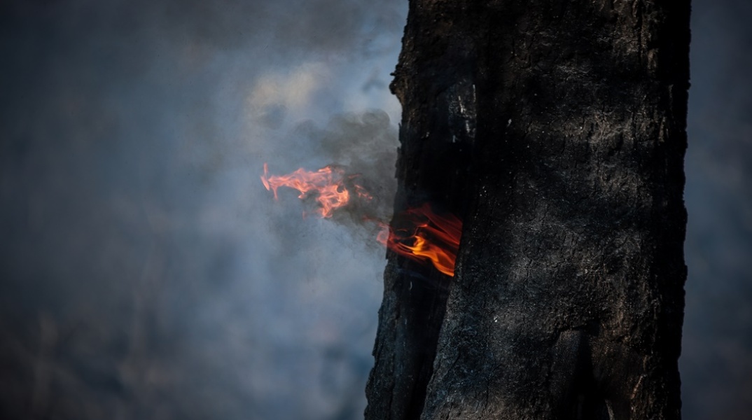 Φωτιά σε δέντρο και καπνοί που αναδύονται από τον κορμό