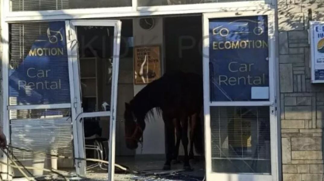 Άλογο εισέβαλε σε μαγαζί στη Χαλκιδική και τα έκανε… Γης Μαδιάμ