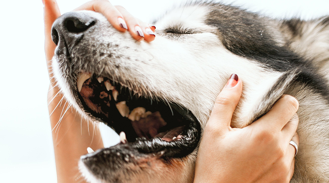 Αυτισμός στα σκυλιά