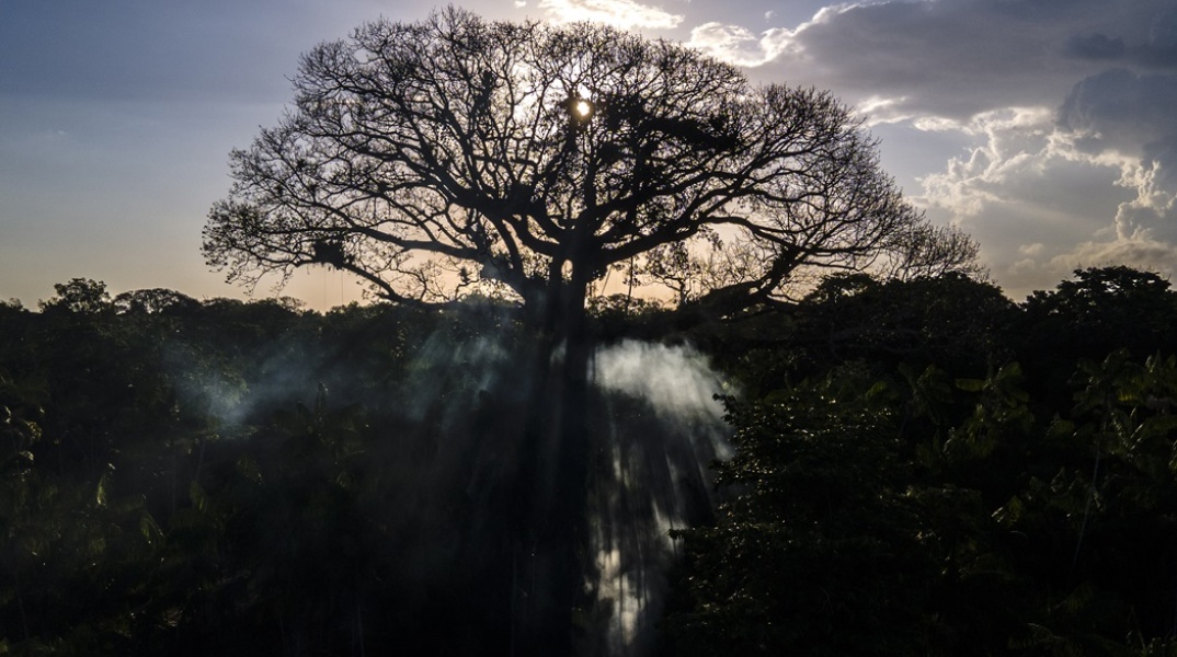 Εικόνα με δέντρο στο δάσος του Αμαζονίου - Δραστική μείωση της αποψίλωσης