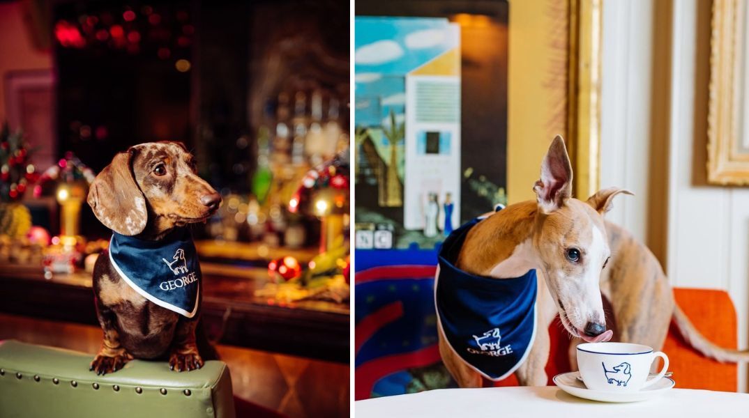 George, ανακαινίστηκε η φιλικότερη σε σκυλιά λέσχη στο Λονδίνο - Με ειδικό για κατοικίδια μενού, καλλιτεχνικά έργα και το πελώριο ανάγλυφο ενός dachshund.