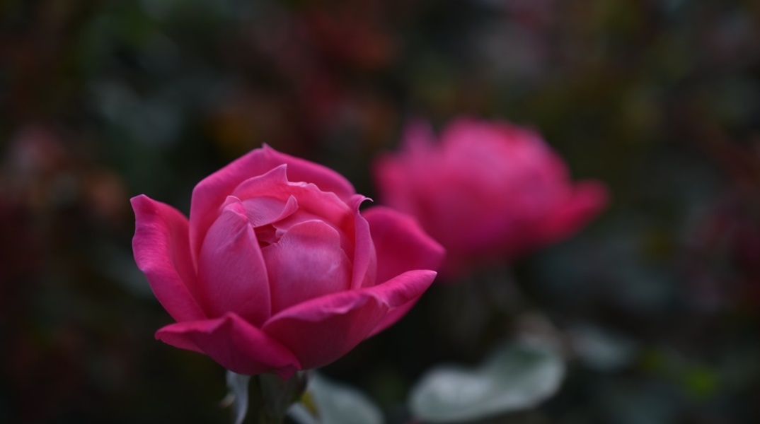 Λουλούδι σε ροζ αποχρώσεις για τους εορτάζοντες σήμερα 12 Νοεμβρίου 2023