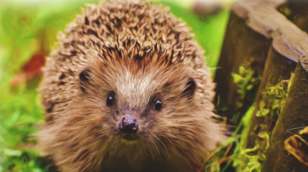 Η χειμερία νάρκη των σκαντζόχοιρων